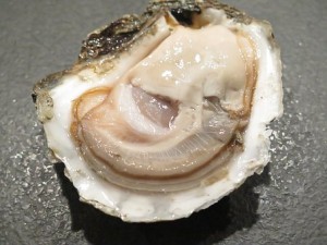 oyster-1576297__340